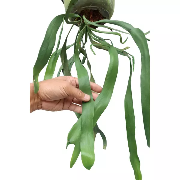 Ophioglossum pendulum