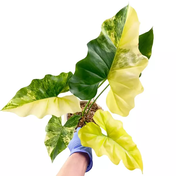 Philodendron Angela Variegated