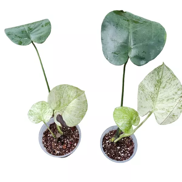 Monstera Deliciosa Mint Variegated