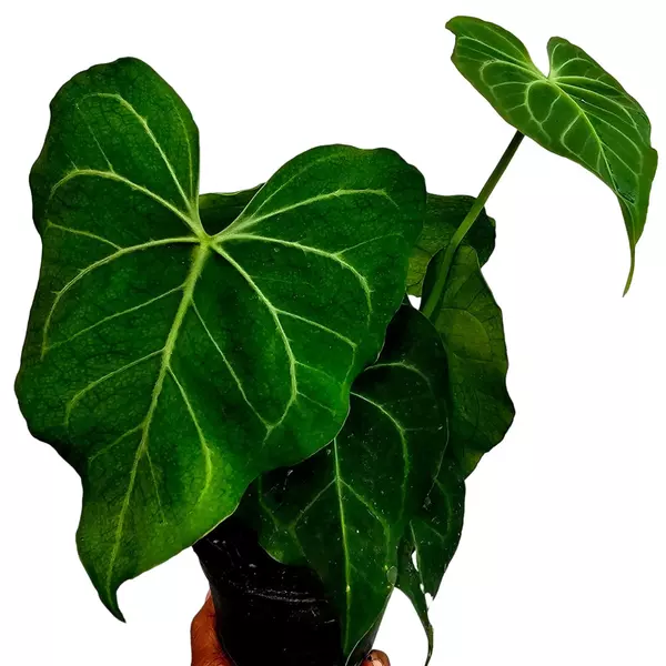 Anthurium Delta Force x Anthurium clarinervium