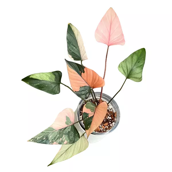 Homalomena Pink Diamond