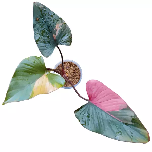 Homalomena Pink Diamond