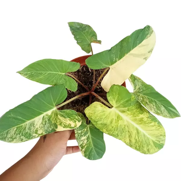 Variegated Adelonema crinipes