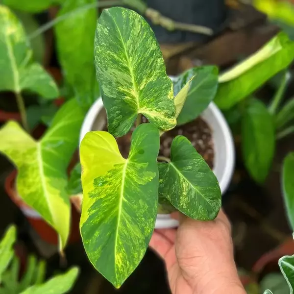 Variegated Adelonema crinipes
