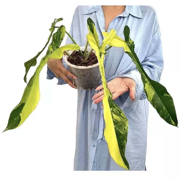 philodendron joepii variegated