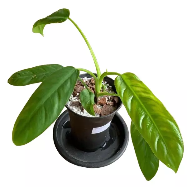 Philodendron SP Mindo