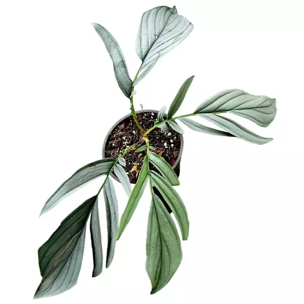 rhaphidophora tenuis silver