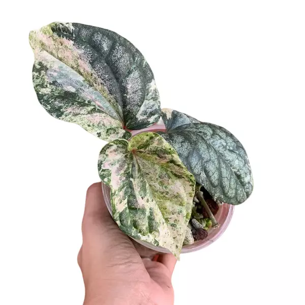 PIPER SYLVATICUM VARIEGATED