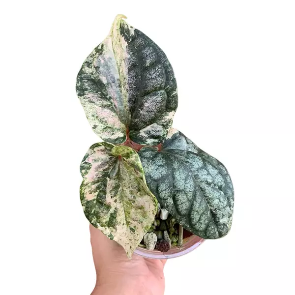 PIPER SYLVATICUM VARIEGATED