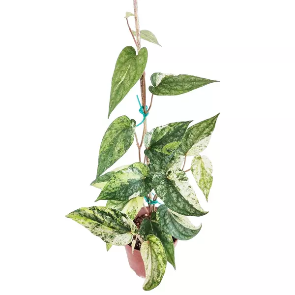 PIPER SYLVATICUM VARIEGATED