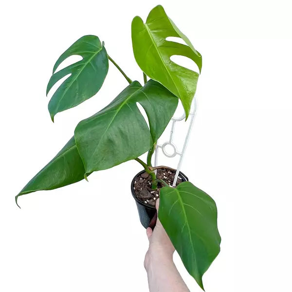 monstera borsigiana plant
