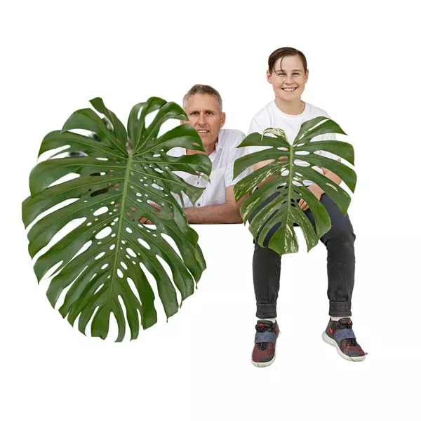 monstera borsigiana plant
