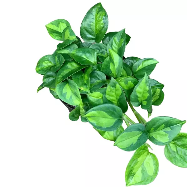 Epipremnum Aureum 'Global Green' Pothos
