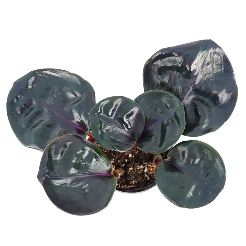 Geogenanthus ciliatus “Midnight Pearl”