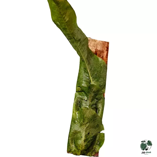 Dendroconche linguiforme