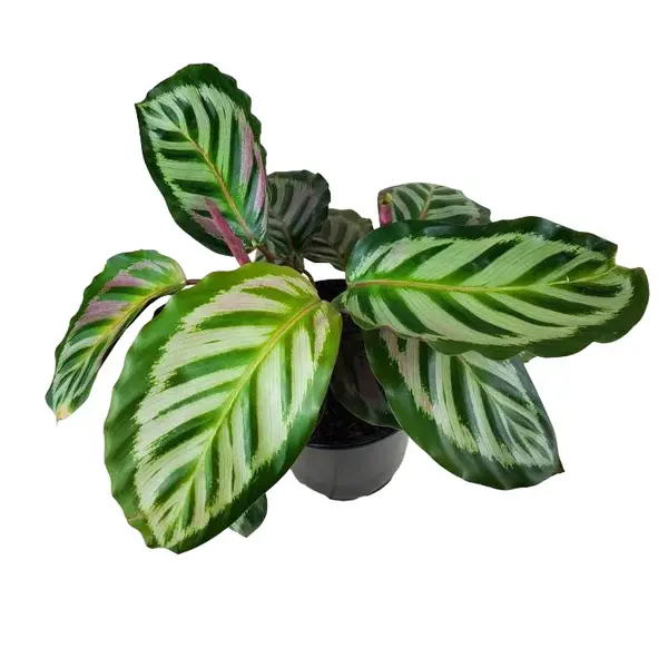 Calathea “Roseopicta Cora”