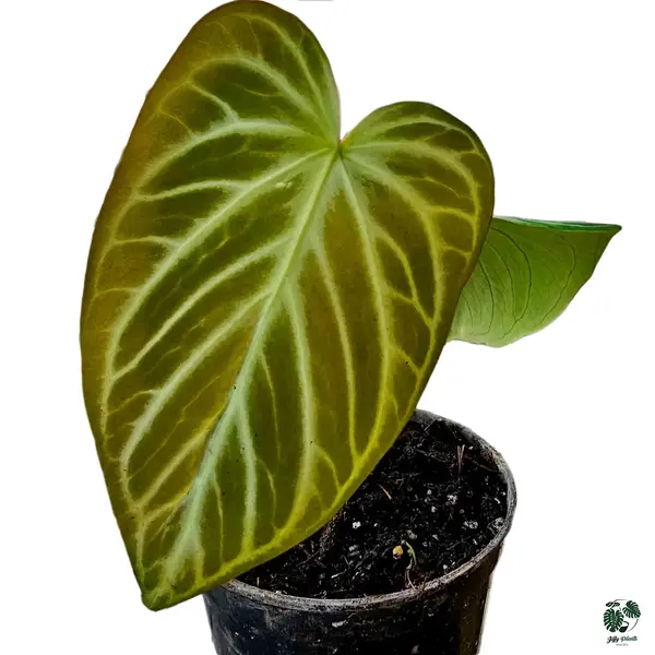 Anthurium Silver King Hybrid