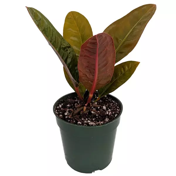 Anthurium Superbum