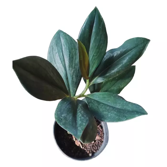 Costus erythrophyllus rubra 'Oxblood ginger'