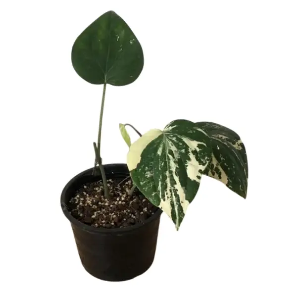 Piper nigrum Albo Variegated