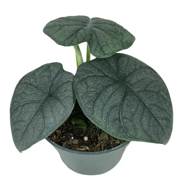 alocasia melo