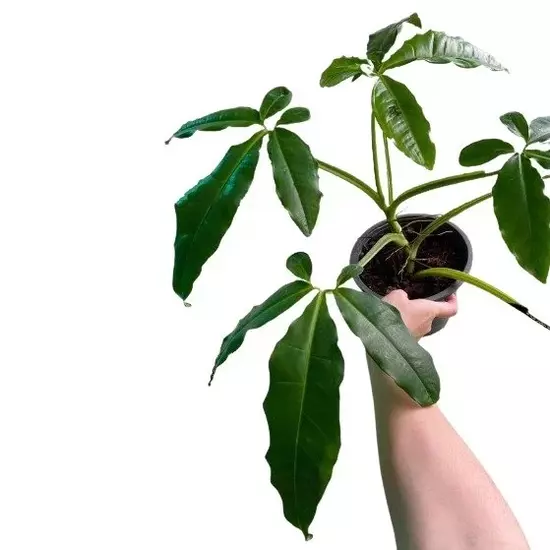 Syngonium Auritum / Five fingers - Big plant