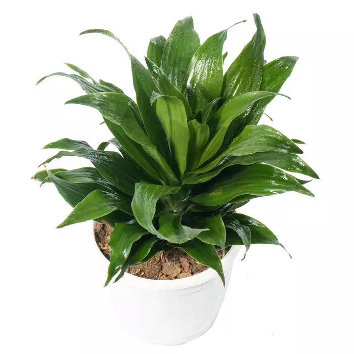 Dwarf Dracaena Compacta Plant