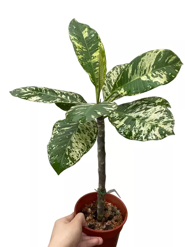 Frangipani Variegated Maya