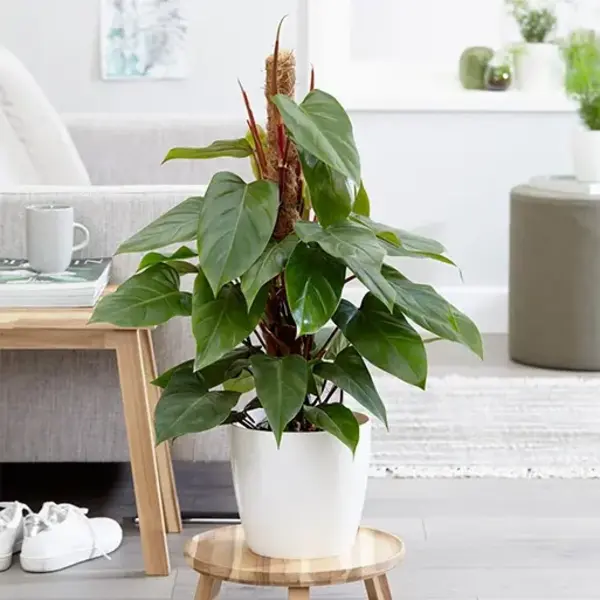 Philodendron Red Emerald