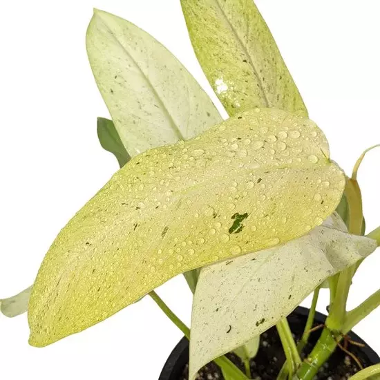 Philodendron whipple way