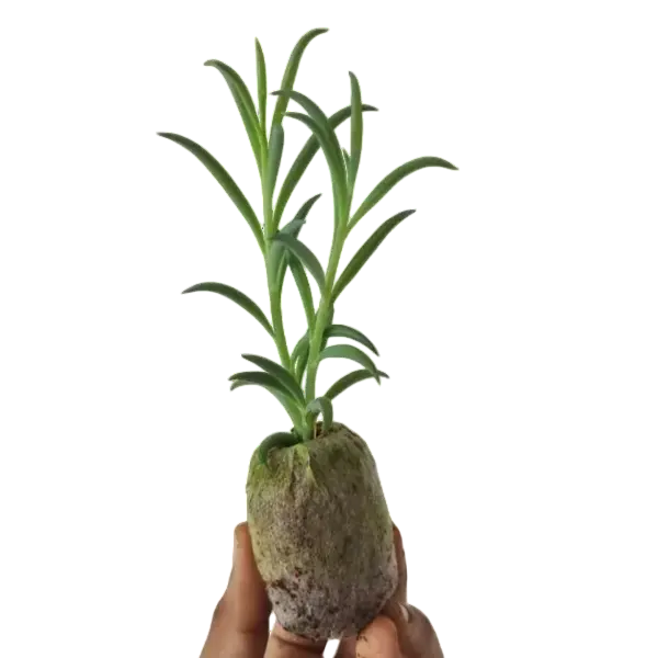 String OF Fish Hooks Plant