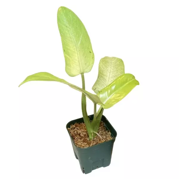 Philodendron whipple way