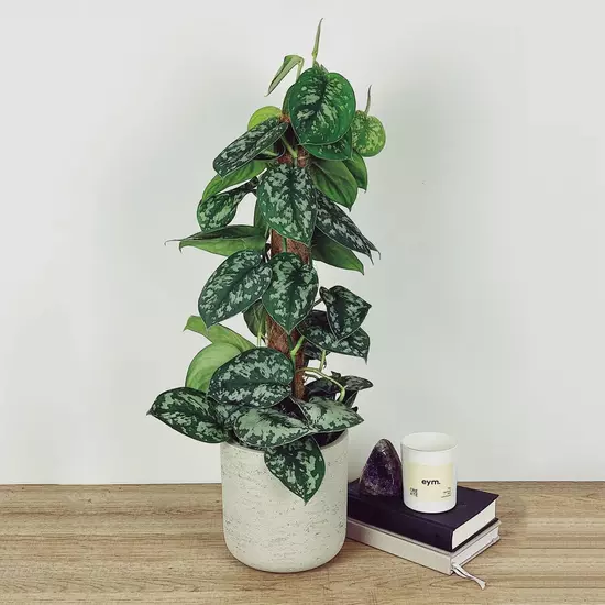 Scindapsus 'Unknown'