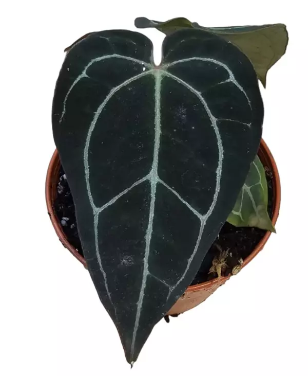 Anthurium carla crystallinum