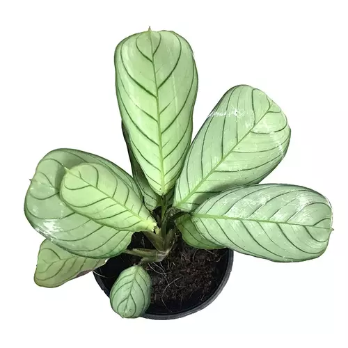 Ctenanthe burle marxii Amagris – Never Never Plant