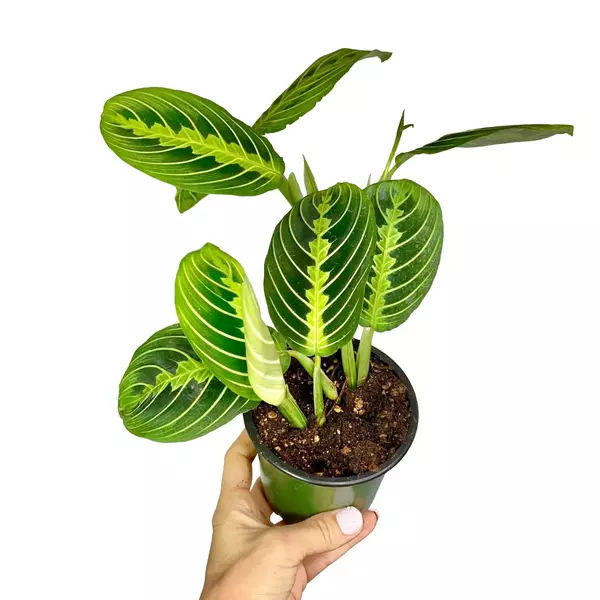 maranta lemon lime