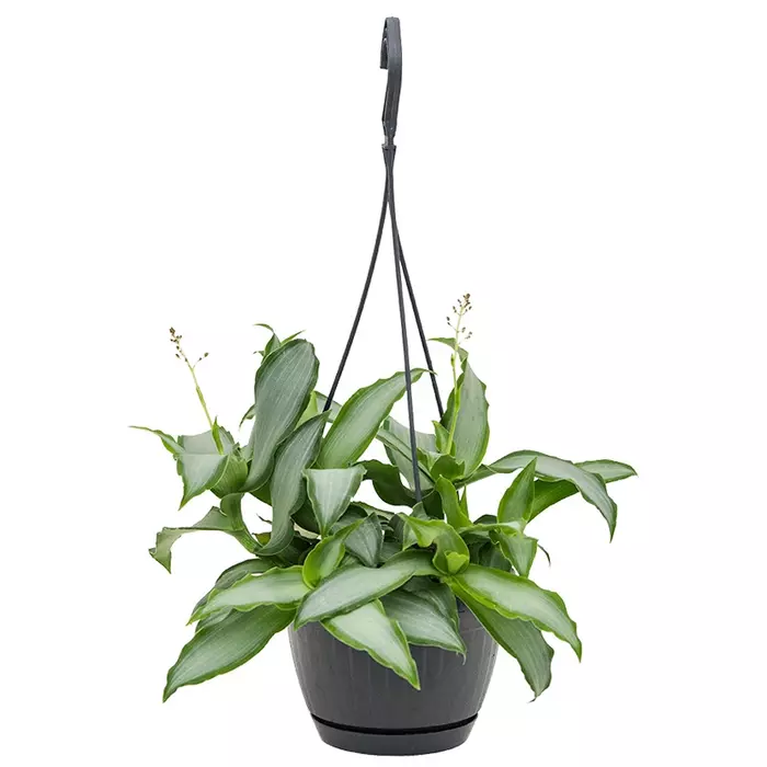 Murdannia loriformis 'Bright Star'