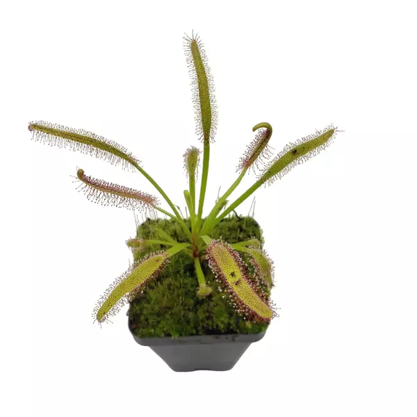 Drosera red capensis