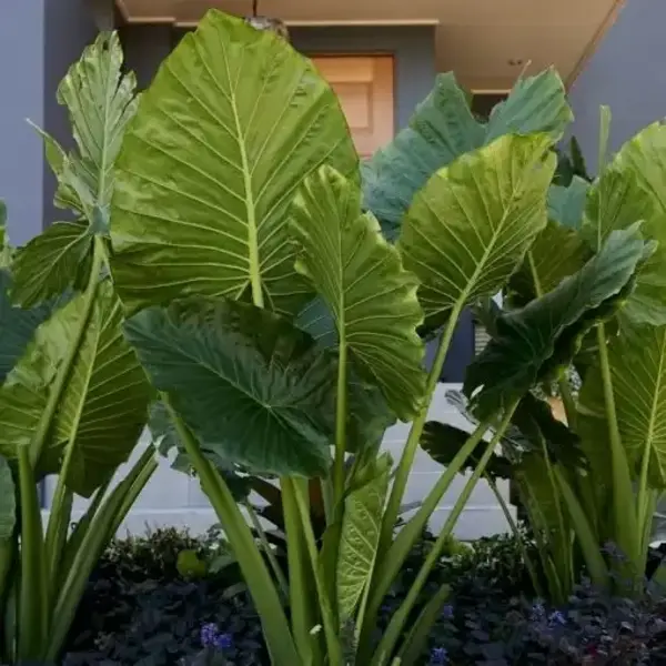 Alocasia Giant taro / Macrorrhizos