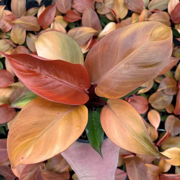 Philodendron ‘McColley’s Finale’