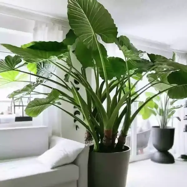 Alocasia Giant taro / Macrorrhizos