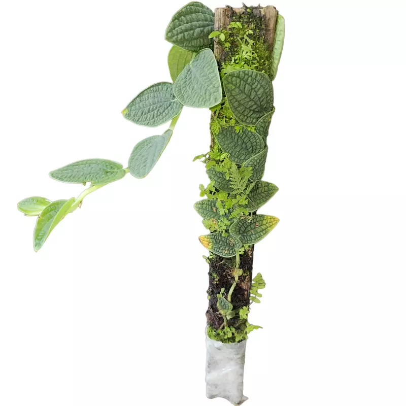 rhaphidophora versteegii