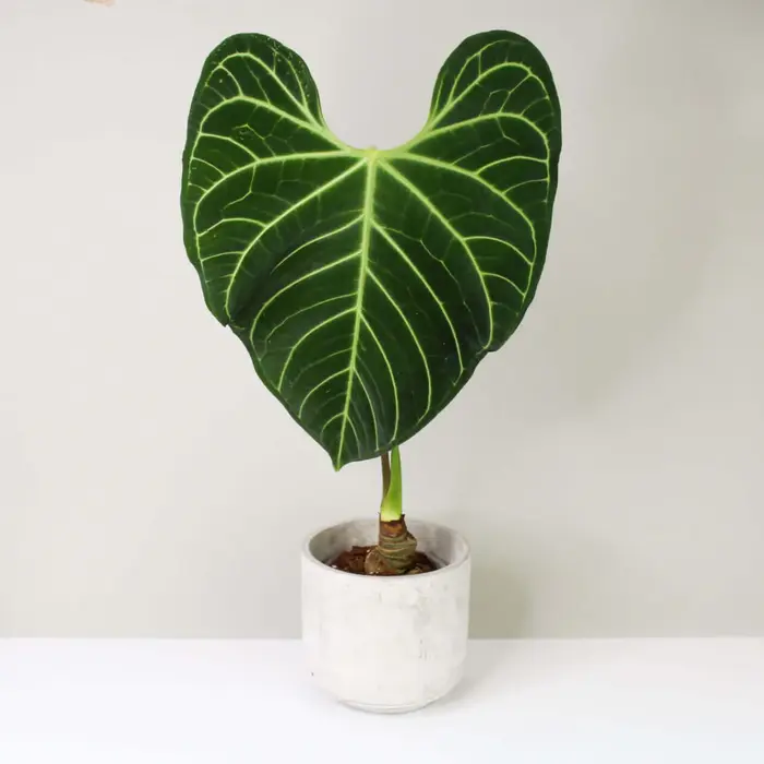 Anthurium Regale