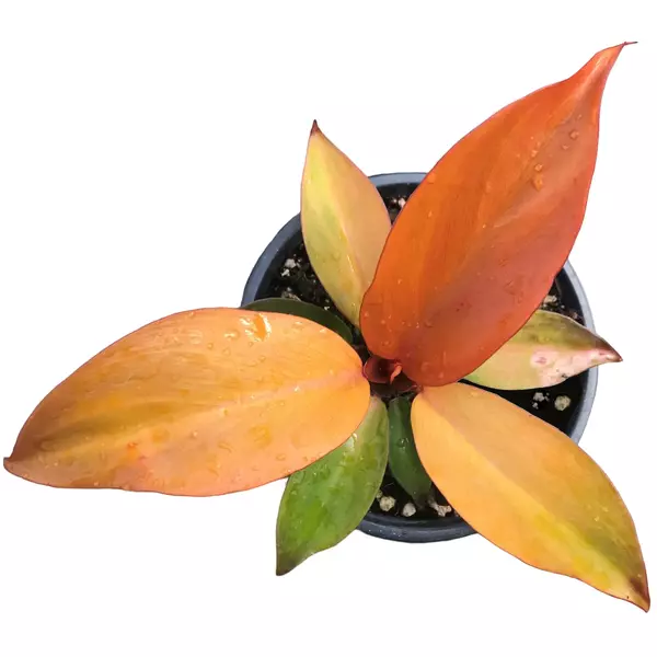 Philodendron ‘McColley’s Finale’