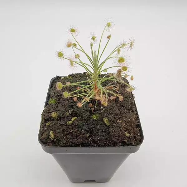 Drosera paradoxa
