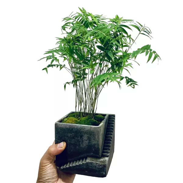 Miniature dwarf bamboo plant