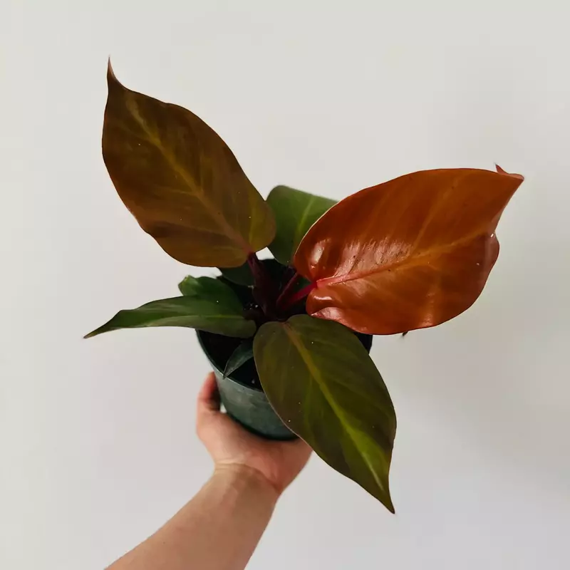 Philodendron ‘McColley’s Finale’