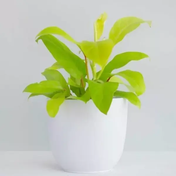 Philodendron Ceylon Golden Plant / lemon lime