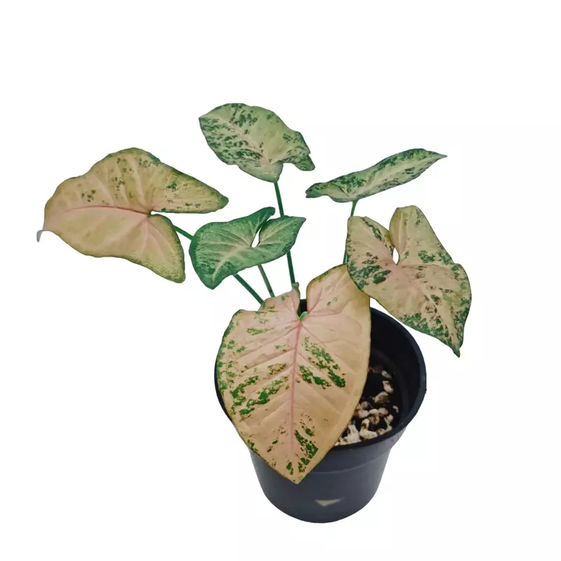 Syngonium Pink Freckles