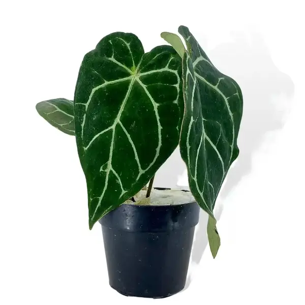 Anthurium Crystallinum